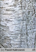 Betula pubescens var. litwinowii (brzoza Litwinowa)