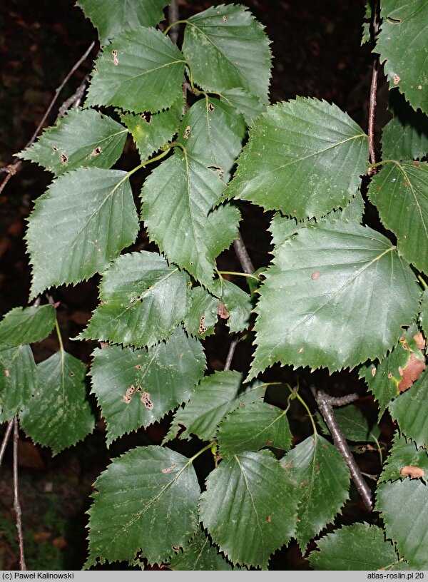 Betula luminifera (brzoza błyszcząca)