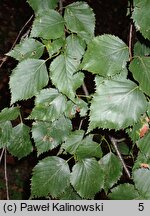 Betula luminifera (brzoza błyszcząca)