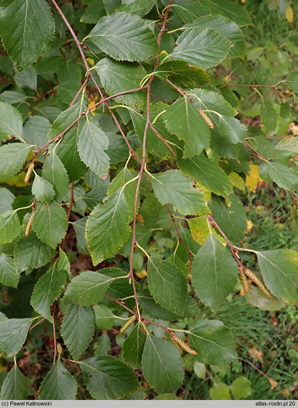 Betula fruticosa (brzoza krzaczasta)