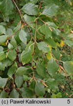 Betula fruticosa (brzoza krzaczasta)