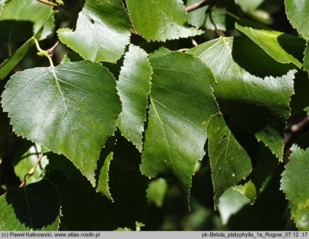 Betula platyphylla (brzoza szerokolistna)