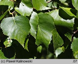 Betula platyphylla (brzoza szerokolistna)