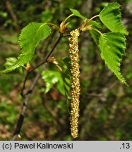 Betula populifolia (brzoza topololistna)