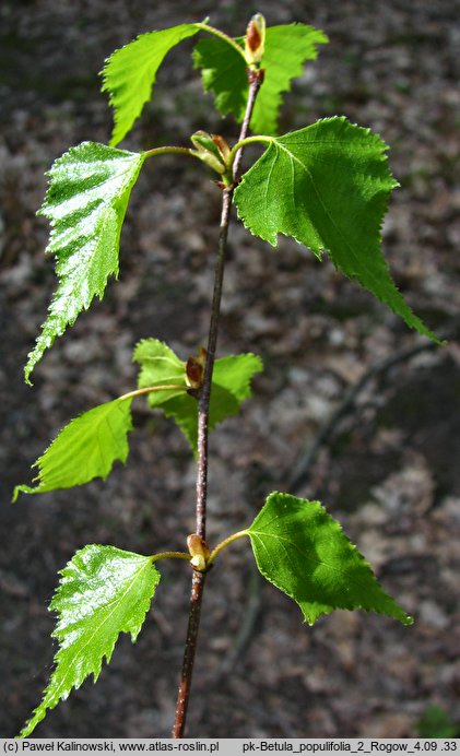 Betula populifolia (brzoza topololistna)