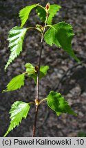 Betula populifolia (brzoza topololistna)
