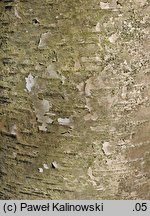 Betula populifolia (brzoza topololistna)