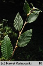 Betula potaninii