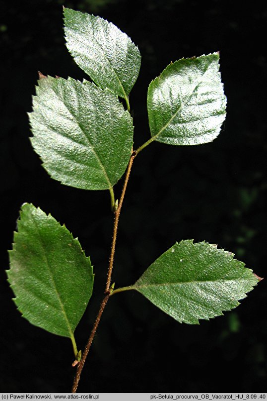 Betula tianschanica (brzoza tianszańska)