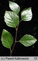 Betula tianschanica (brzoza tianszańska)