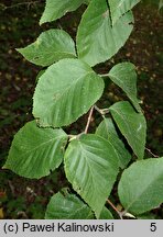 Betula schmidtii (brzoza Schmidta)