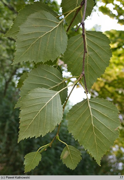 Betula ×aurata