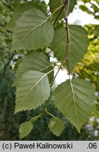 Betula ×aurata