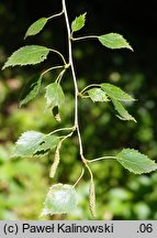 Betula ×oycoviensis (brzoza ojcowska)