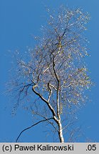 Betula ×oycoviensis (brzoza ojcowska)