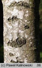 Betula ×oycoviensis (brzoza ojcowska)