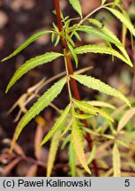 Bidens aristosa