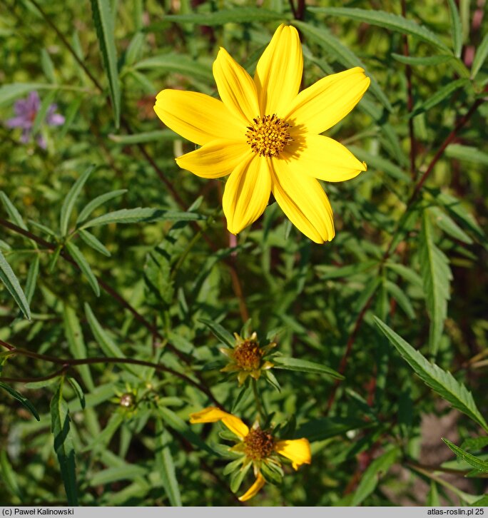 Bidens aristosa