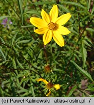 Bidens aristosa