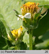 Bidens pilosa (uczep owłosiony)