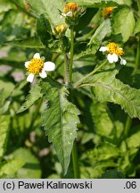 Bidens pilosa (uczep owłosiony)