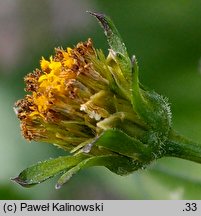 Bidens pilosa (uczep owłosiony)