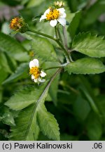 Bidens pilosa (uczep owłosiony)