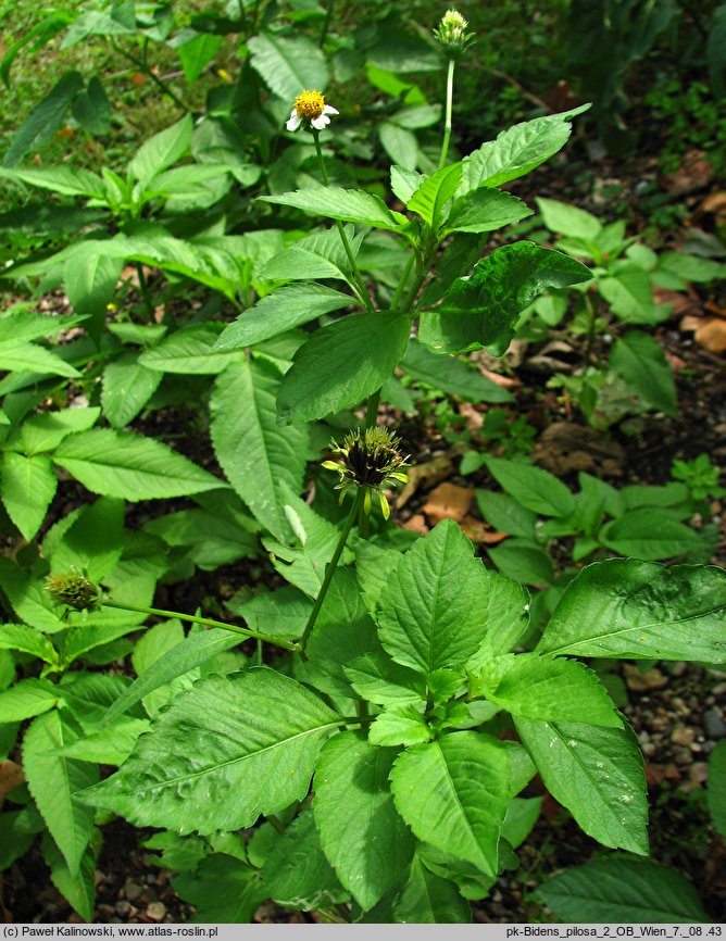 Bidens pilosa (uczep owłosiony)