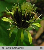 Bidens pilosa (uczep owłosiony)