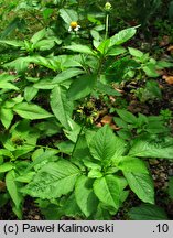 Bidens pilosa (uczep owłosiony)