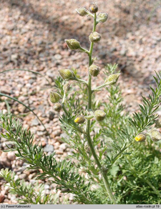 Biebersteinia multifida