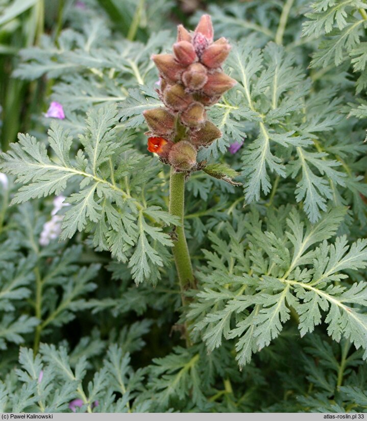 Biebersteinia orphanidis