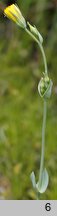 Blackstonia perfoliata