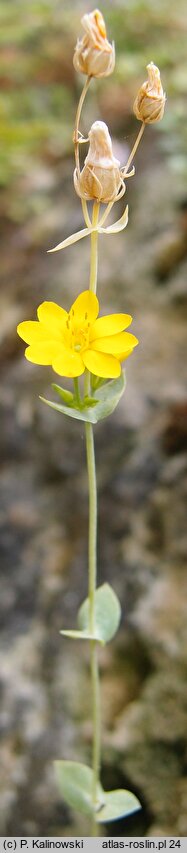 Blackstonia perfoliata