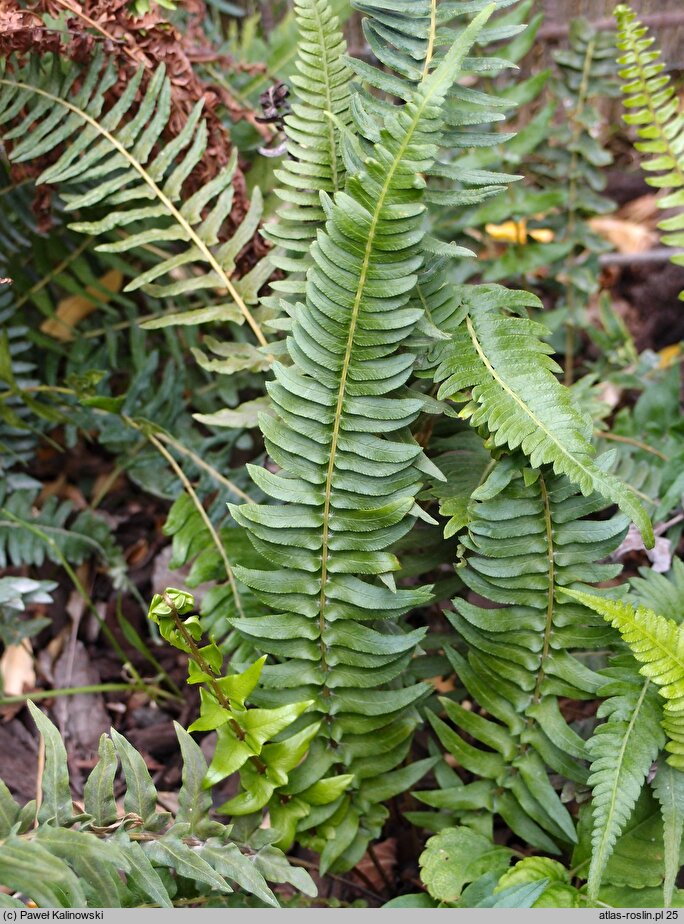 Blechnum australe