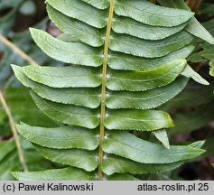 Blechnum australe