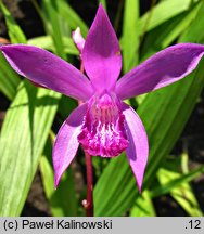 Bletilla striata (bletilla pasiasta)