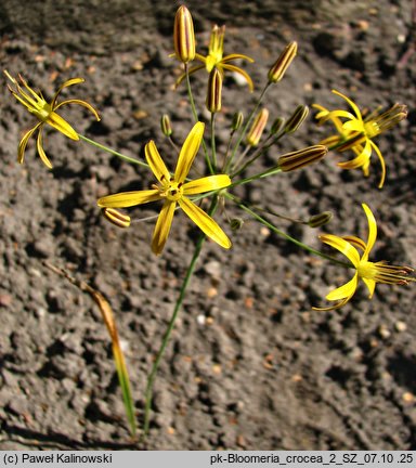 Bloomeria crocea