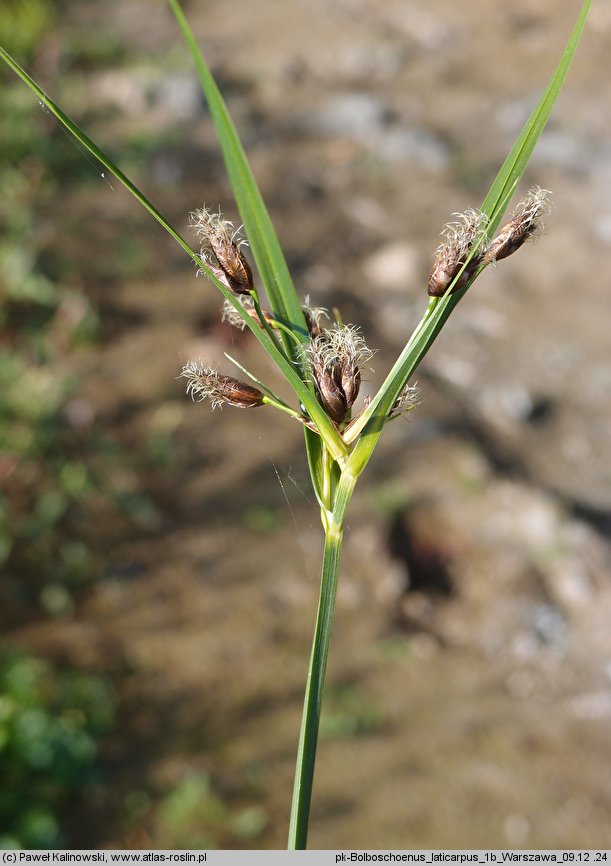 Bolboschoenus laticarpus