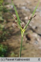 Bolboschoenus laticarpus