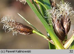 Bolboschoenus laticarpus