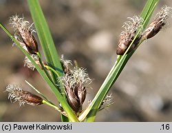 Bolboschoenus laticarpus