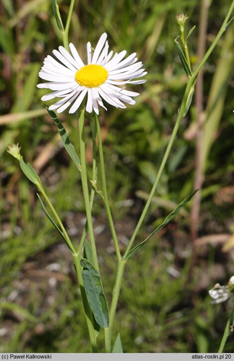 Boltonia asteroides var. latisquama