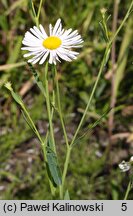 Boltonia asteroides var. latisquama