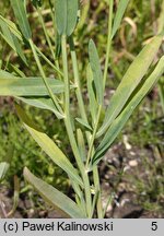 Boltonia asteroides var. latisquama