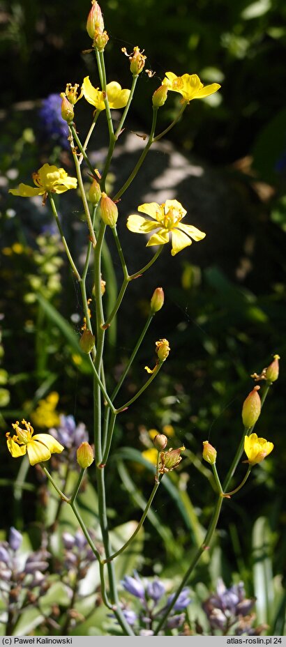 Bongardia chrysogonum