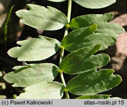 Bongardia chrysogonum