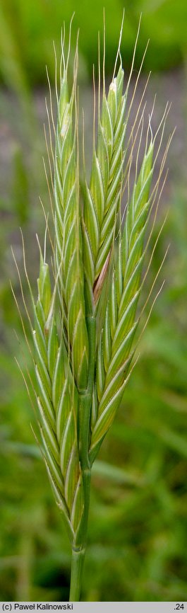 Brachypodium distachyon (kłosownica dwukłoskowa)