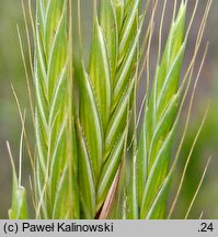 Brachypodium distachyon (kłosownica dwukłoskowa)