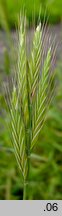 Brachypodium distachyon (kłosownica dwukłoskowa)
